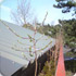 Clearing the roof of Watford & St Albans hospital